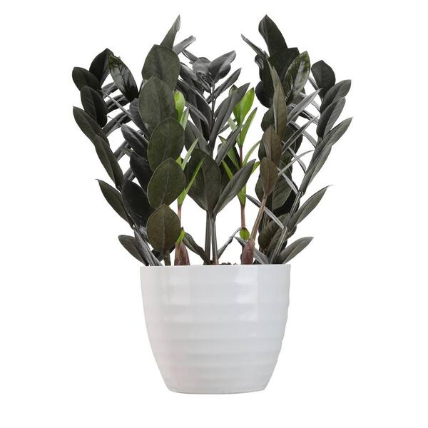 Costa Farms 6 In Zz Black Raven Plant In Scheurich Pot Zzb6sc Costa Farms 6 In Zz Black Raven Plant In Scheurich Pot Zzb6sc