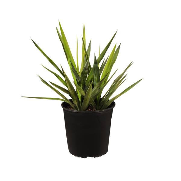 United Nursery Yucca Tip Plant in 9.25 inch Grower Pot