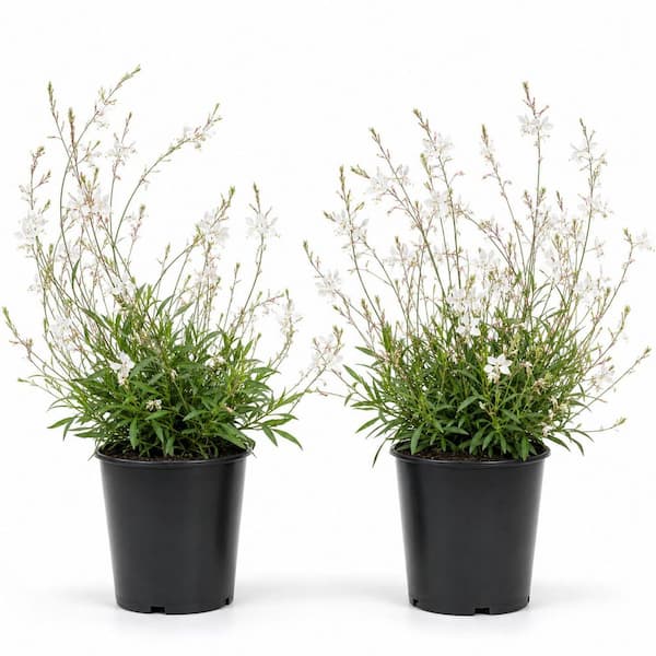1 gal. White Evolution Wandflower Plant – White Gaura Flowering Perennial (2-Pack)