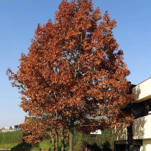 5 Gal. Red Oak Shade Tree