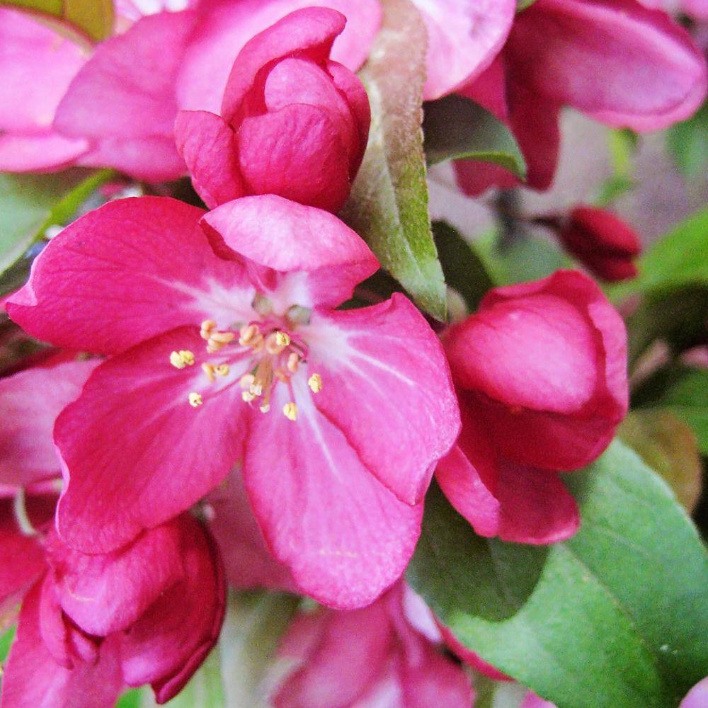 Centurion Crabapple Pink Flowering Ornamental Tree CRACEN05G   The Home