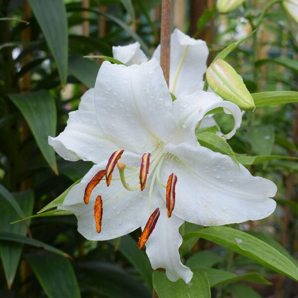 national PLANT NETWORK Lily Casa Blanca Bulbs (5-Pack) HD3432