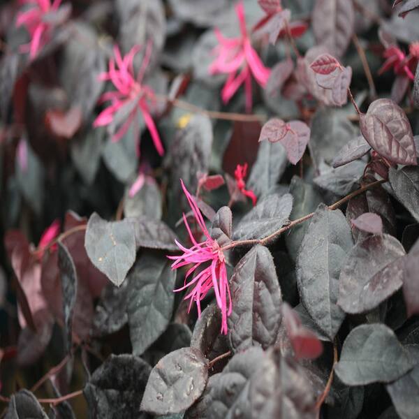 PROVEN WINNERS 2 Gal. Jazz Hands Bold Loropetalum Flowering Shrub