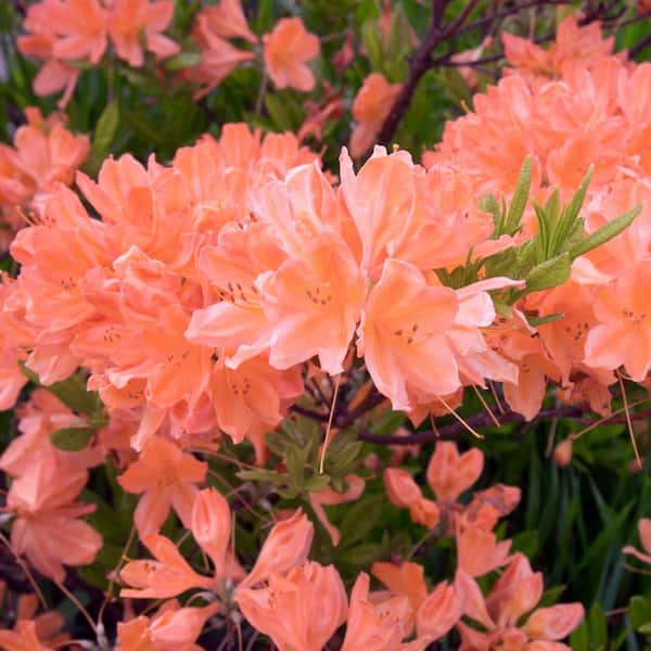 national PLANT NETWORK 2.5 Quart Azalea 'Blaauw's Pink' Flowering Shrub with Pink Flowers