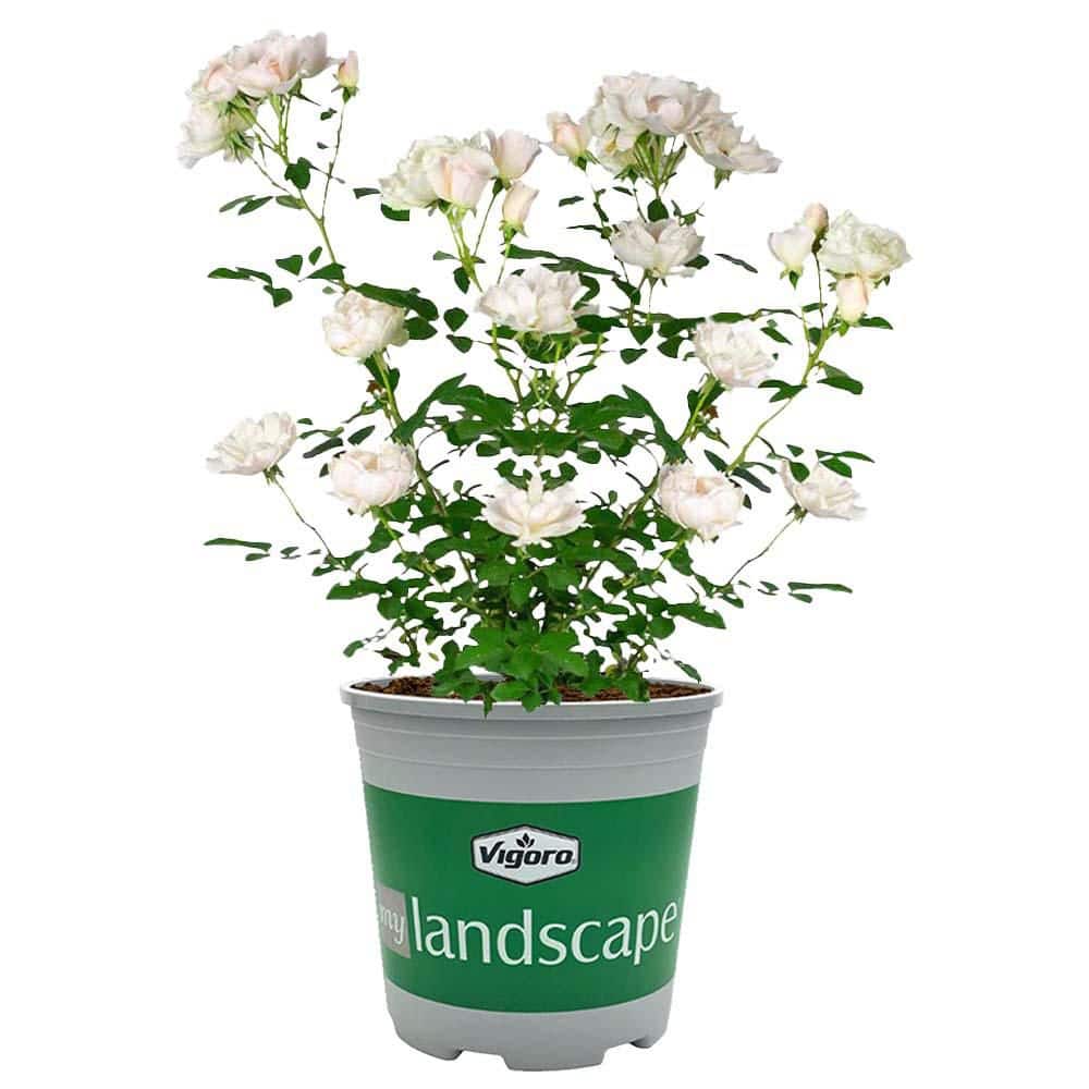 Vigoro 2 Gal. Icecap Rose Plant with White Flowers 17576 - The