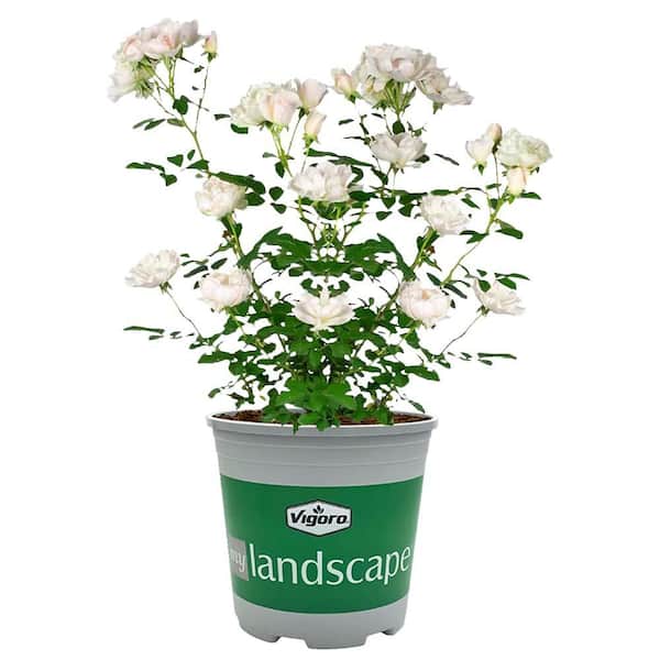 2 Gal. Icecap Rose Plant with White Flowers