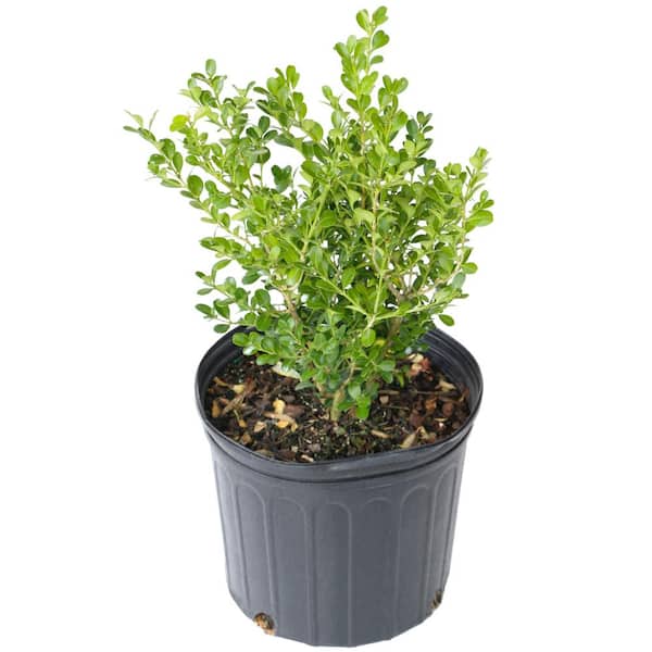 national PLANT NETWORK 2.25 Gal. Boxwood Wintergreen Shrub HD1074 