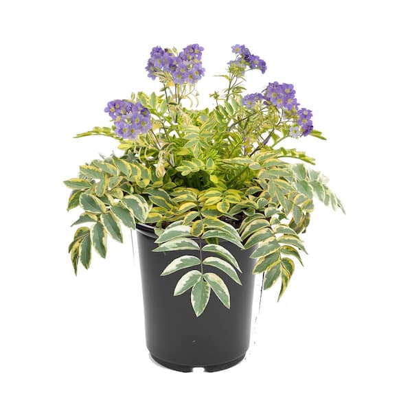 Unbranded. 2.5 qt. Polemonium 'Golden Feathers' Perennial Plant with Purple  Flowers (1-Pack) 2752 - The Home Depot