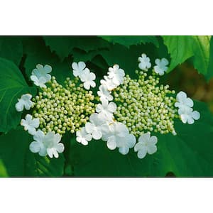 1 Gal. Summer Snowflake Viburnum Shrub Showy Halos of Pure White Blossoms Throughout Summer