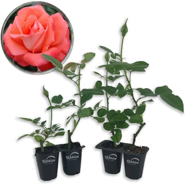 Wekiva Foliage Cary Grant Rose Bush - 4 Live Starter Plants in 2 in. Pots - Beautifully Fragrant Hybrid Tea Rose from Florida