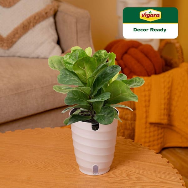 lotus indoor plant Bowl lotus Hydroponic plant seeds Four Seasons Indoor Aquaculture Pott –  passionmates