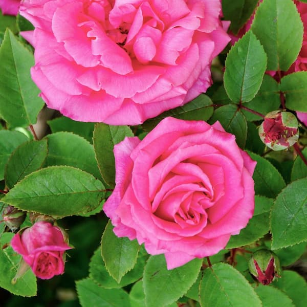 national PLANT NETWORK Bare Root Rose Climbing Zephirine Drouhin