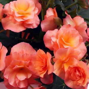 4.25 in. Eco+Grande Solenia Apricot (Begonia) Live Plant, Orange Flowers (4-Pack)