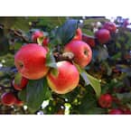 3 ft. Beverly Hills Low Chill Apple Tree with Ability to Produce Fruit in Warm Climates Such as California and Florida