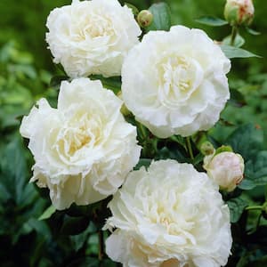 Peonies Mother's Choice Set of 3 Roots