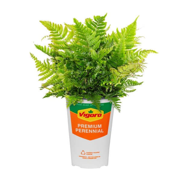 METROLINA GREENHOUSES 2.5 Qt. Autumn Brilliance Green Fern Plant
