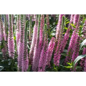 3 Gal. Vernique Pink Veronica Live Flowering Full Sun Perennial Plant with Pink Flowers