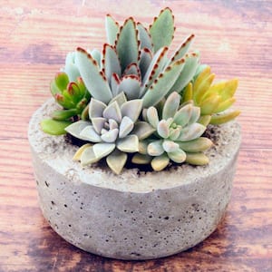 6 in. Echeveria Succulent Garden Mix in Decorative Stone Container