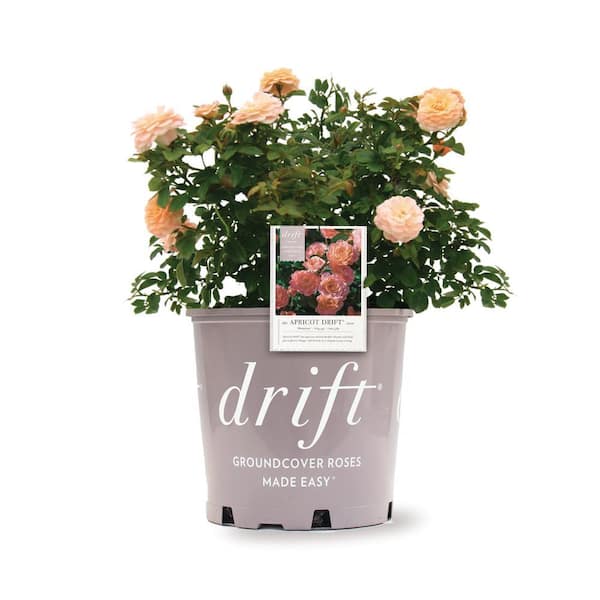 1 Gal. Apricot Drift Rose Bush with Orange Flowers