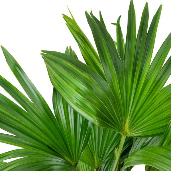 kranium skræmmende videnskabsmand national PLANT NETWORK Chinese Fan Palm (Livistona) in 10 in. Grower  Container (1-Plant) HD7749 - The Home Depot