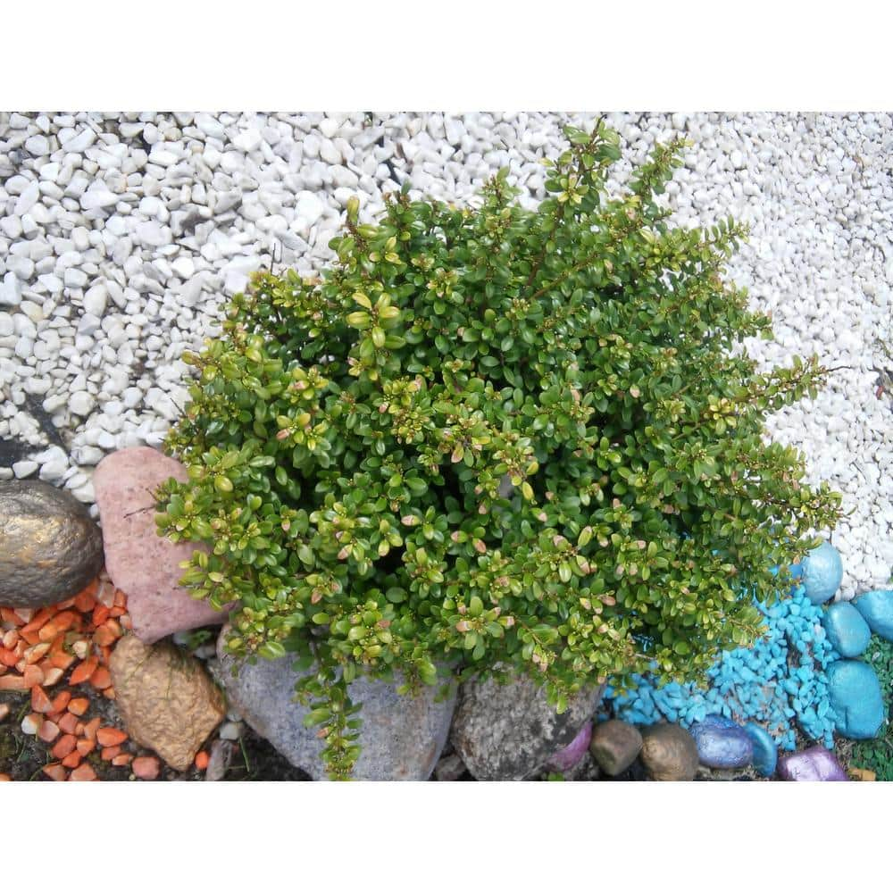 Reviews for Online Orchards 1 Gal. Convexa Holly Shrub With Extremely ...