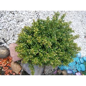 1 Gal. Convexa Holly Shrub With Extremely Dense Foliage Perfect For Topiary and Low Hedge