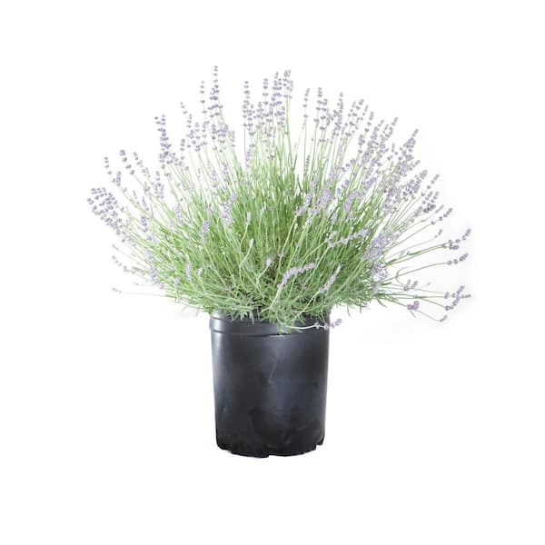 Alder & Oak #5 container 'Vera' English Lavender Plant