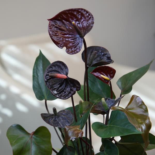 ALTMAN PLANTS Chocolate Flamingo Flower Anthurium (Approx 20 in