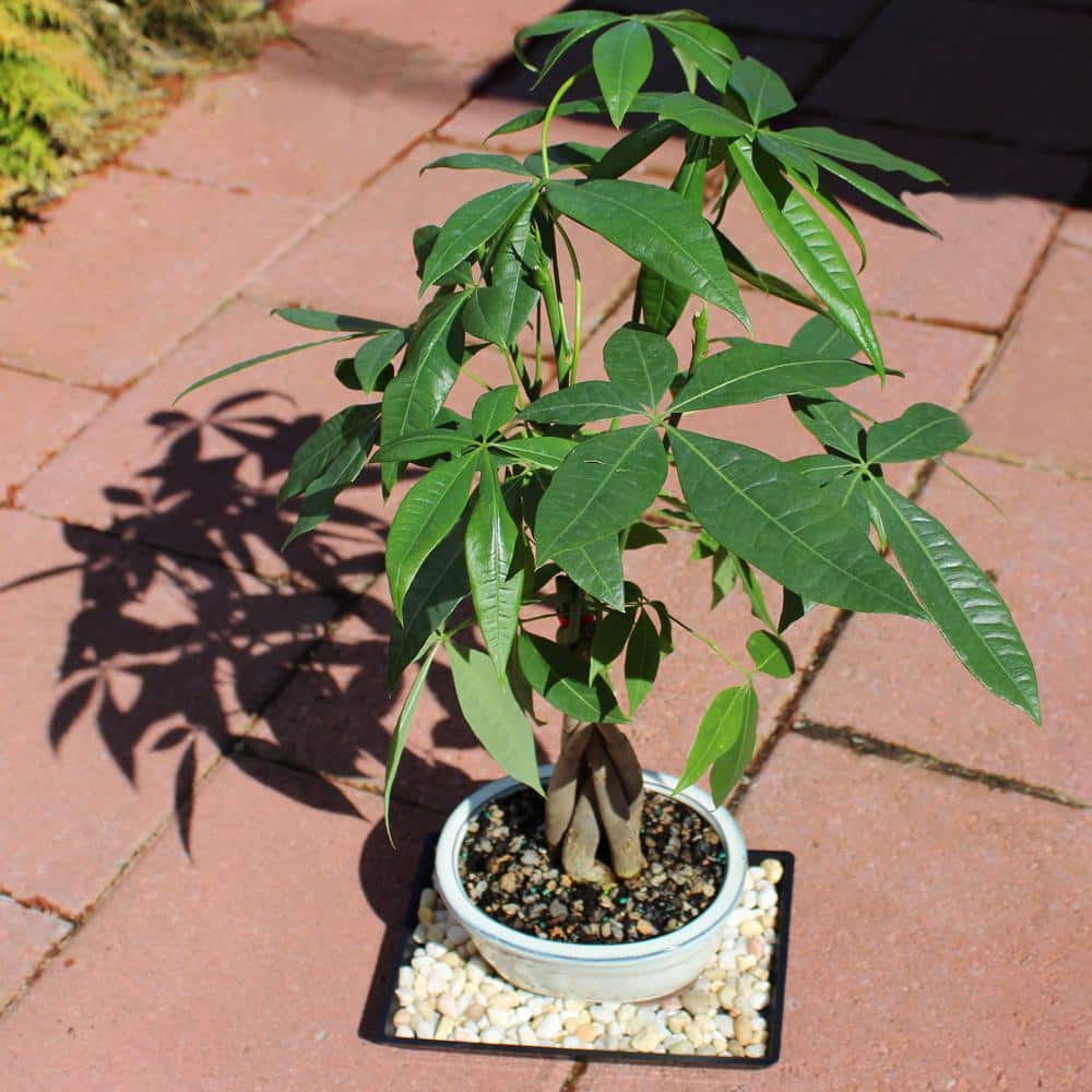 Braided Money Tree Indoor Bonsai in Blue Ceramic Pot