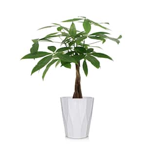 Green 5 in. Money Tree Plant in Ceramic Pot