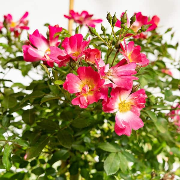 3-4 ft. Tall. Pink Drift Rose Tree with Pink Flowers in Growers Pot