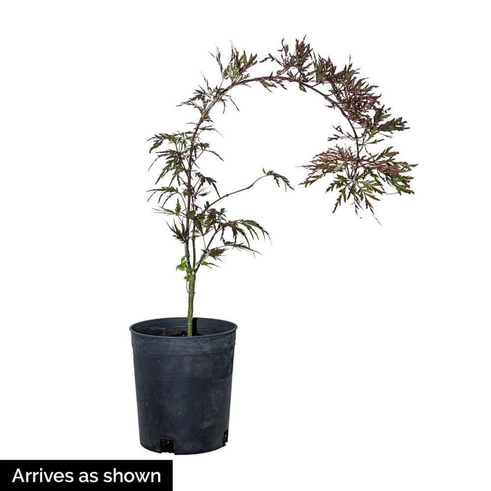 Red Dragon Japanese Maple Ornamental Tree in 2.25 Gallon Pot