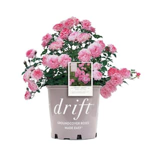 1 Gal. Sweet Drift Live Rose Bush with Pink Flowers