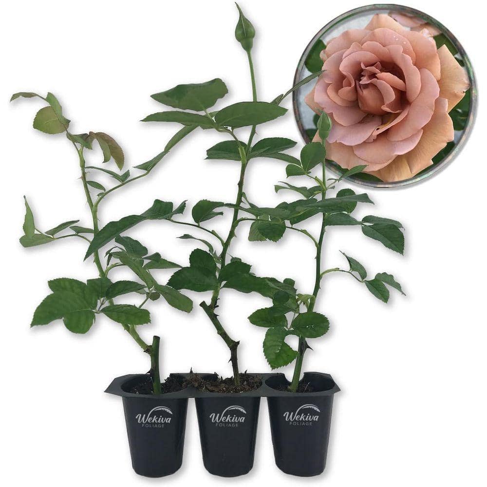 Wekiva Foliage Koko Loko Rose Bush 3-Live Starter Plants in 2 in