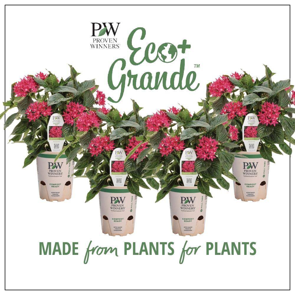 4.25 in. Eco+Grande Sunstar Red Egyptian Star Flower (Pentas) Live Plant, Red Flowers (4-Pack) price history on PriceWatchPro