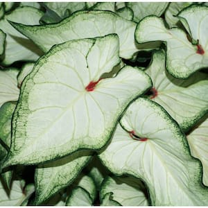 4.5 in. Quart Heart to Heart White Wonder (Caladium) Live Plant in White Foliage