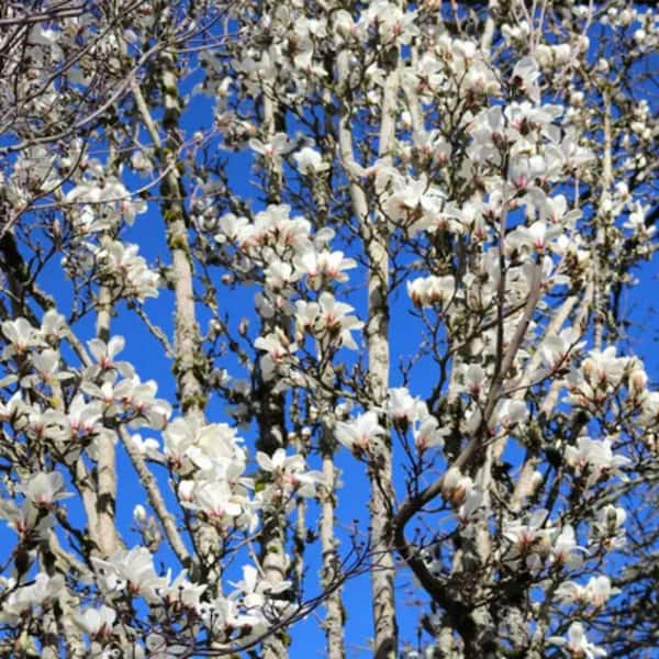 2 gal. Marilyn's Choice Deciduous Japanese Magnolia Tree with Pink