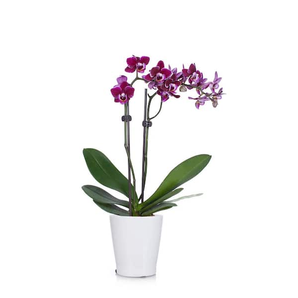 Just Add Ice Purple 3 in. Holiday Orchid Plant in Ceramic Pot