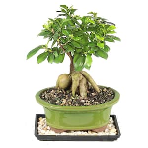 Ginseng Grafted Ficus Bonsai Tree Indoor Plant in Ceramic Bonsai Pot Container, 6-Years Old, 8 to 12 in.