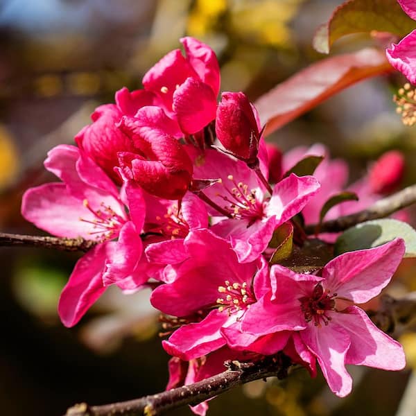 Unbranded 5 Gal. Robinson Pink Flowering Crabapple Tree