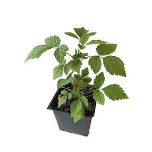 Caroline Raspberry 3 Total Plants in 3 Separate 4 in. Pot