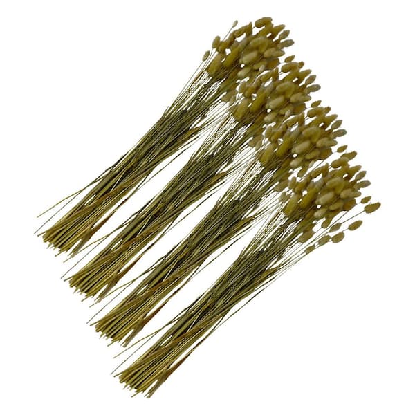 castellousa 23 in. Natural Brown Indoor Non Artificial Dried Bunny Tails Grass Pack of 4