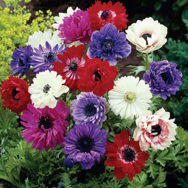 VAN ZYVERDEN Wind Flowers Anemones St. Brigid Mixed Bulbs (Set of 25)