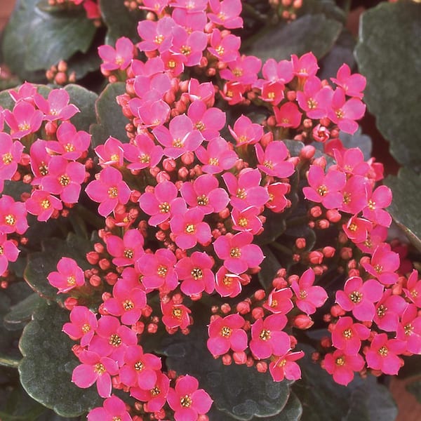 Vigoro 1.5 PT Kalanchoe Calandiva Mikeno' Pink Annual Plant