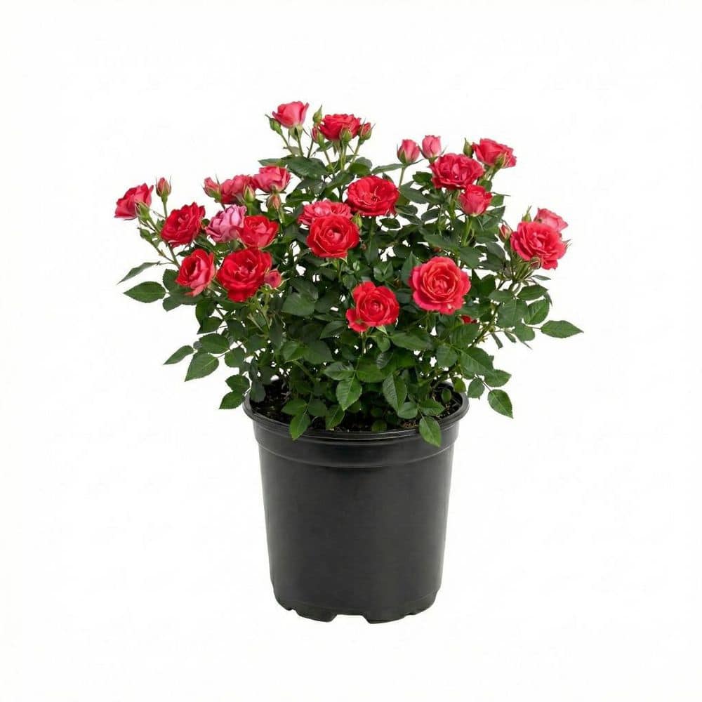 vigoro-rose-bushes-1009343286-