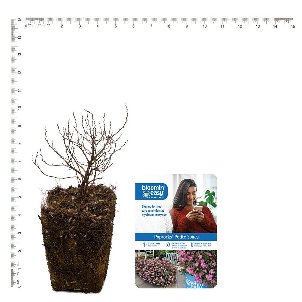 Poprocks Petite Pink Spiraea 4" Potted Plant for Full Sun
