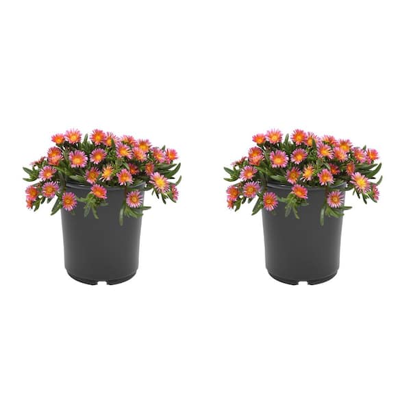Unbranded 2.5 qt. Delosperma Ocean Sunset Perennial Plant with Orange and Fuchsia Flowers-(2-Pack)