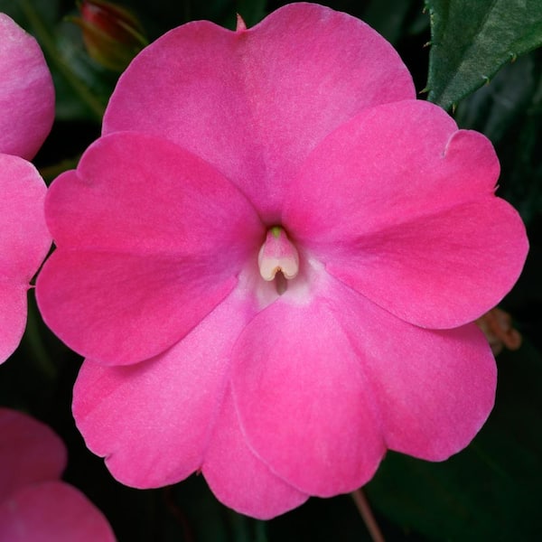 SunPatiens 2.5 in. Compact Hot Pink SunPatiens Impatiens Outdoor Annual Plant with Pink Flowers (3-Piece)