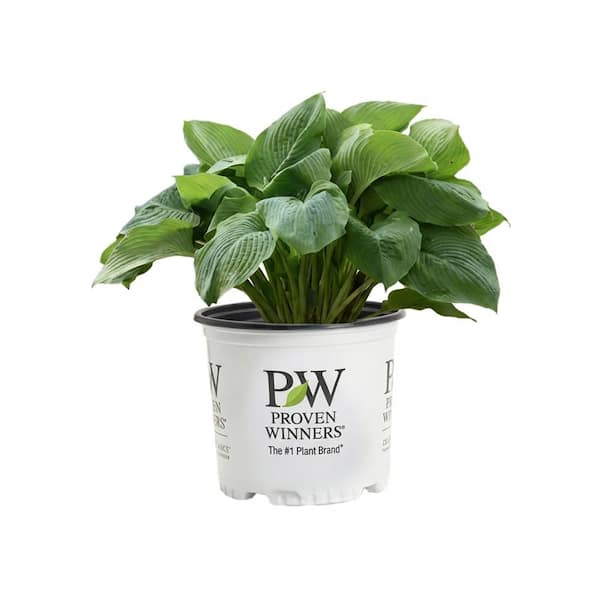 1 Gal. Shadowland Empress Wu Hosta Live Flowering Shade Perennial Plant