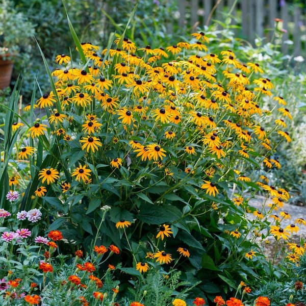 national PLANT NETWORK 1 gal. Black Eyed Susan Goldsturm Perennial